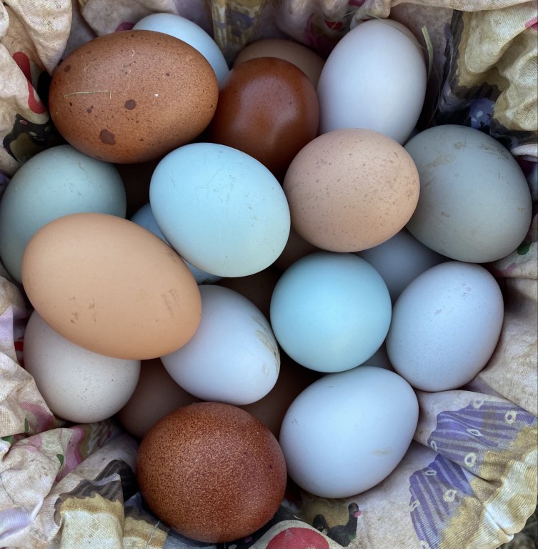 a clutch of colourful eggs