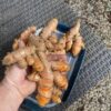 Fresh Turmeric