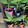 turmeric plants
