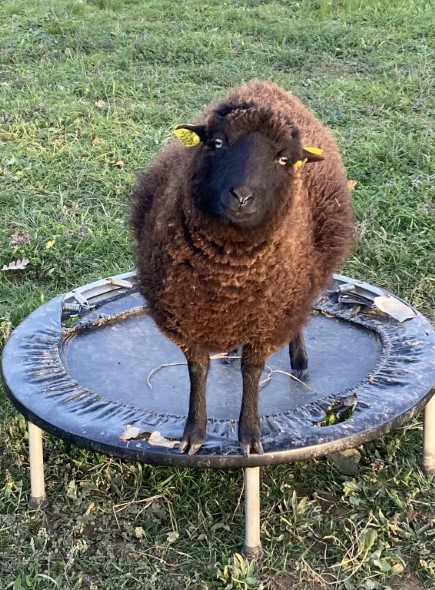 Ryan the sheep - testing the roosting trampoline