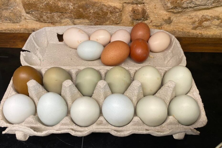 Duck eggs, chicken eggs. Free-range eggs