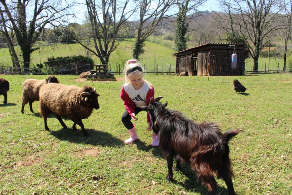 Miniature goat and Ouessant sheep