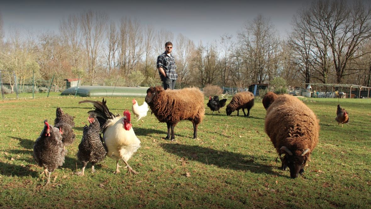Man standing in a field surrounded by small farmyard animals - chickens of different colours and small brown Ouessant sheep. A rare small French breed of sheep
