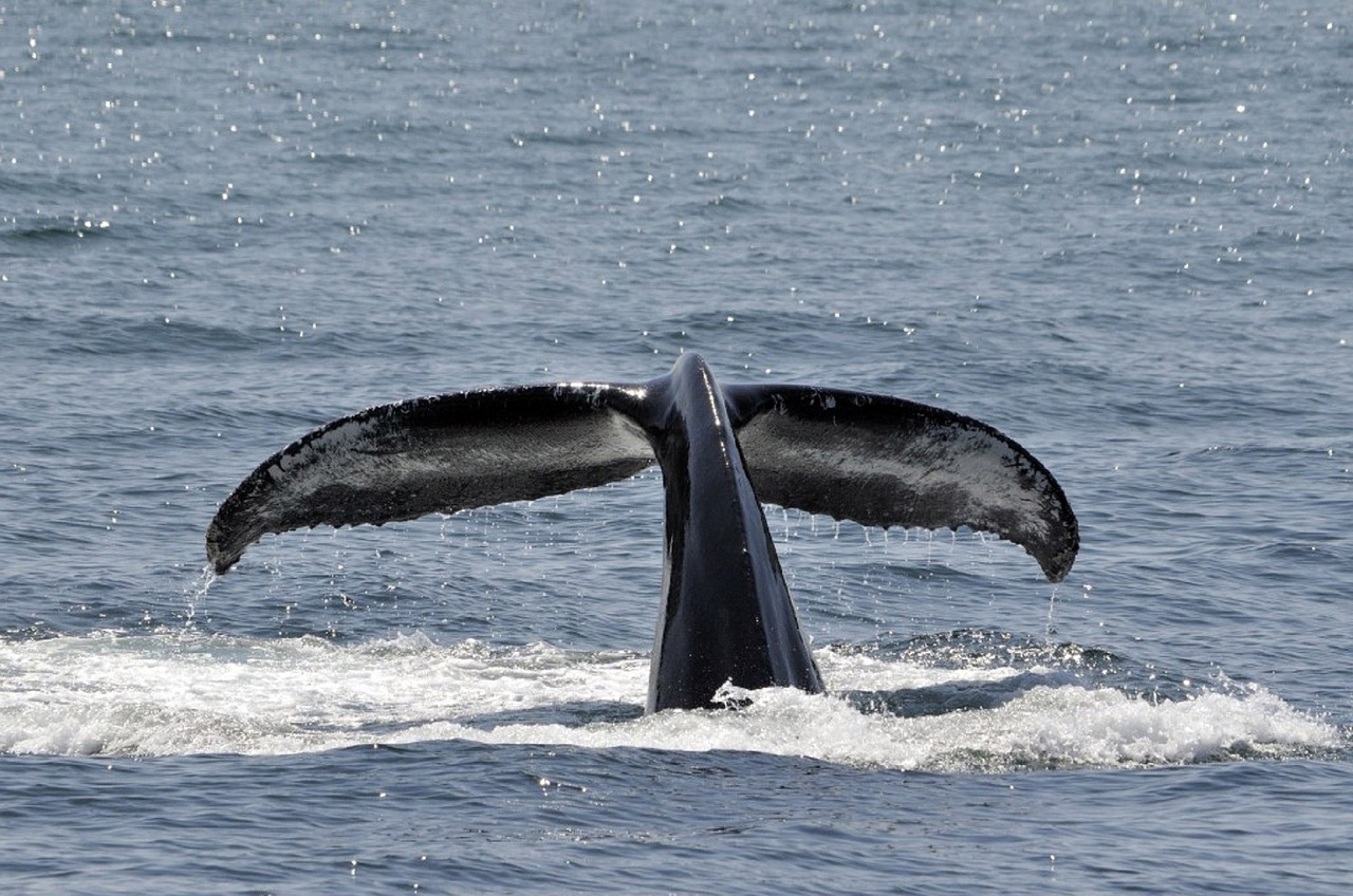 A whale's tail in the sea - cover images for Carbon Sinking blog