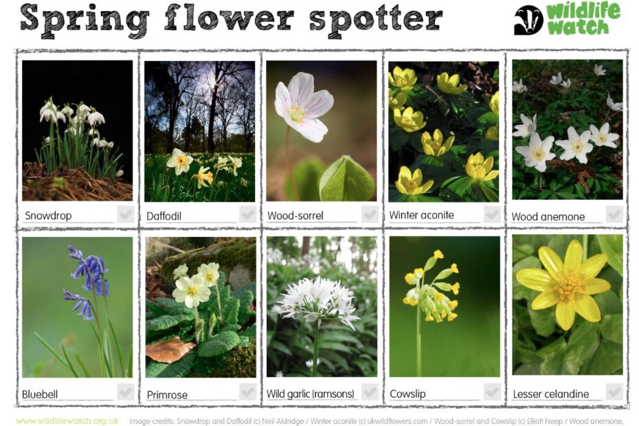 Holiday project - Spring flower spotter - wildlifewatch.org.uk