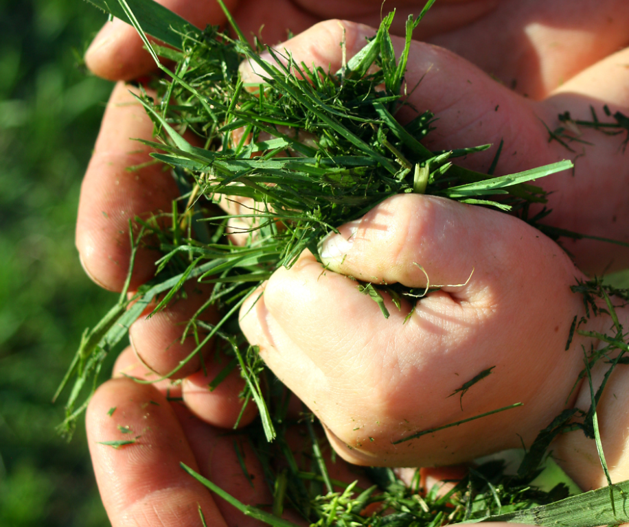 grass clippings blog gardening reuse