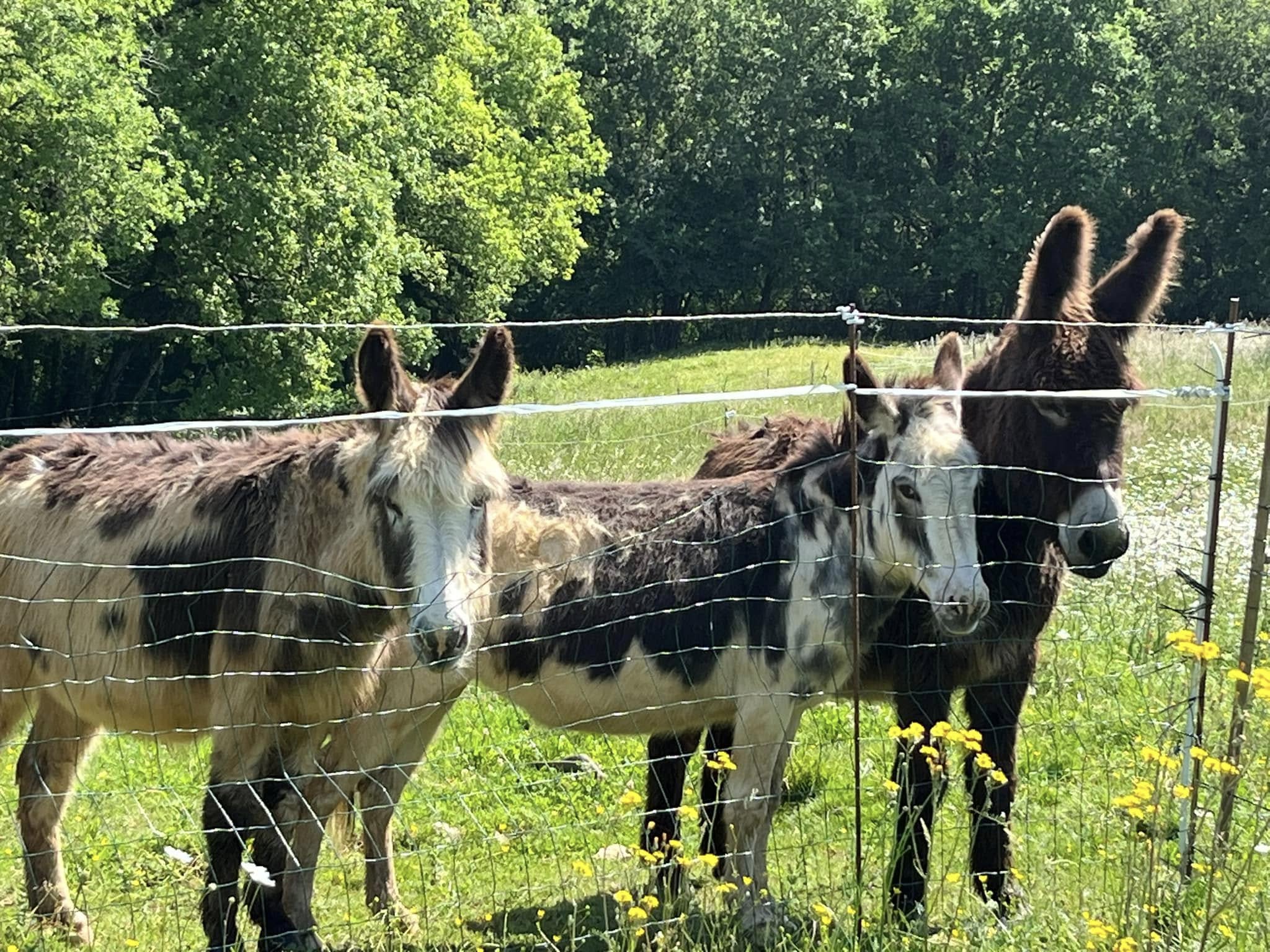 image credit Berty Gite walking tour of la ferme du bourdicou