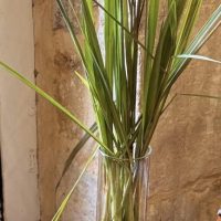 lemongrass plant 3 euros each