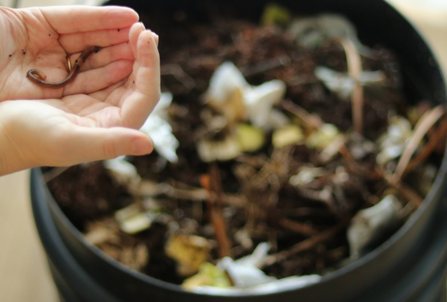 wiggly worms, nature's wonders. wormery blog, creating a wormery, worm farm compost