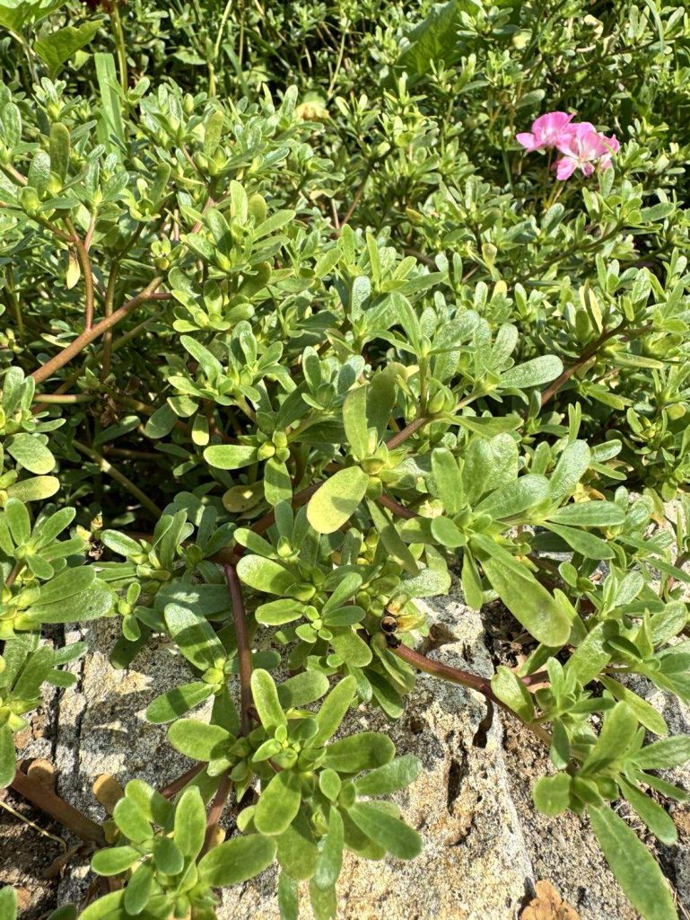 common purslane - superfood or weed?