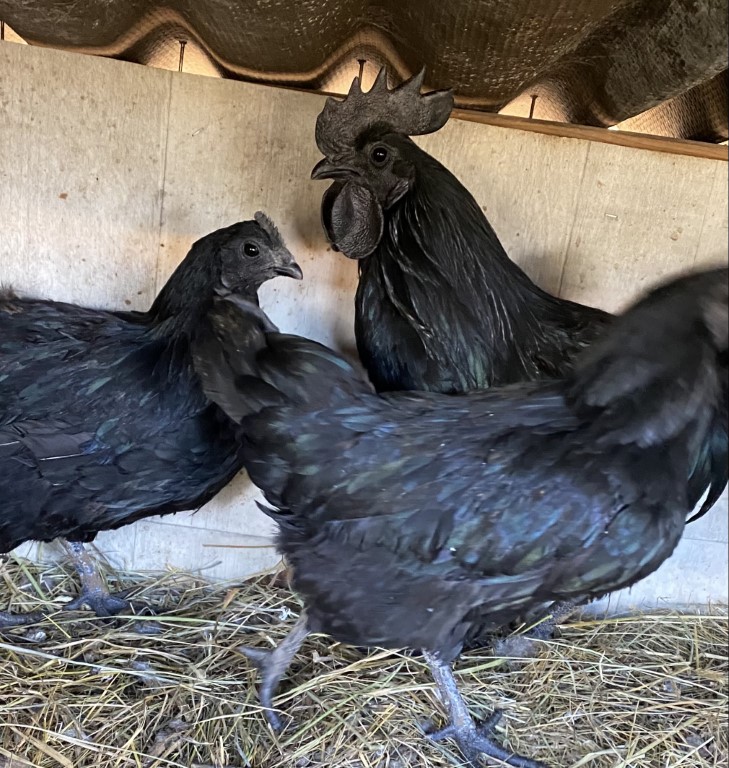 Ayam Cemani - stunning birds with black blood, plumage that lay white eggs!