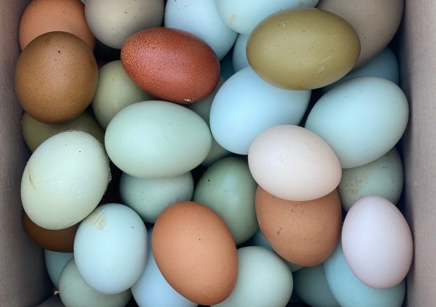 breeding chickens to produce coloured eggs