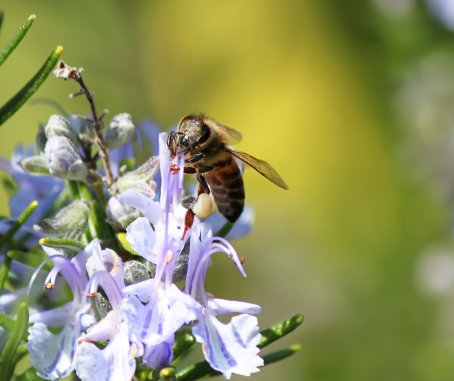 Bees and rosemary