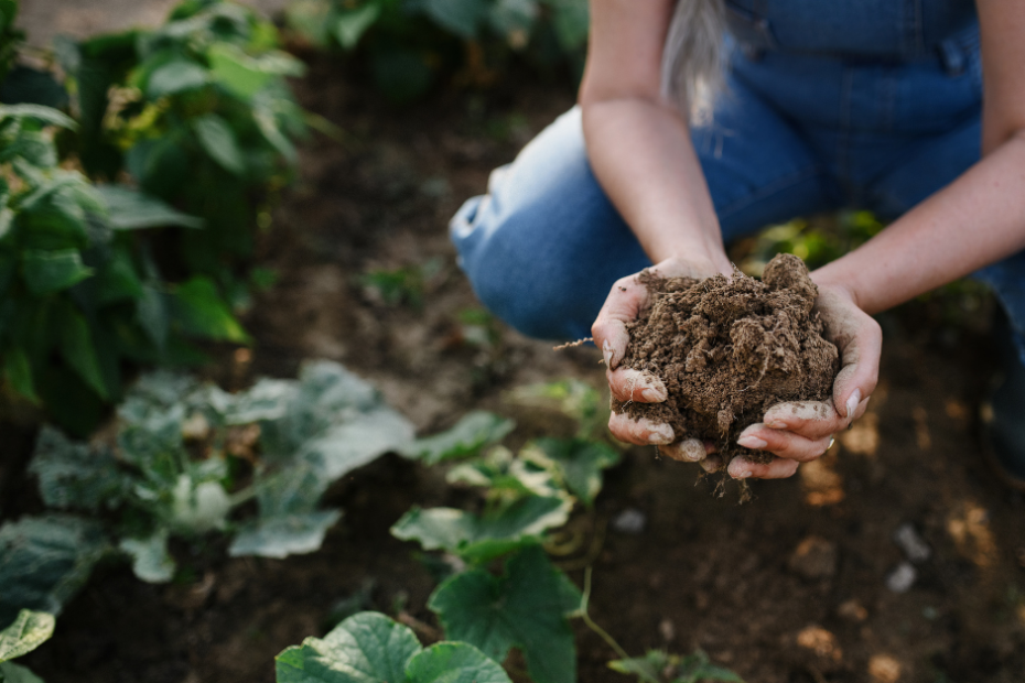 soil regeneration