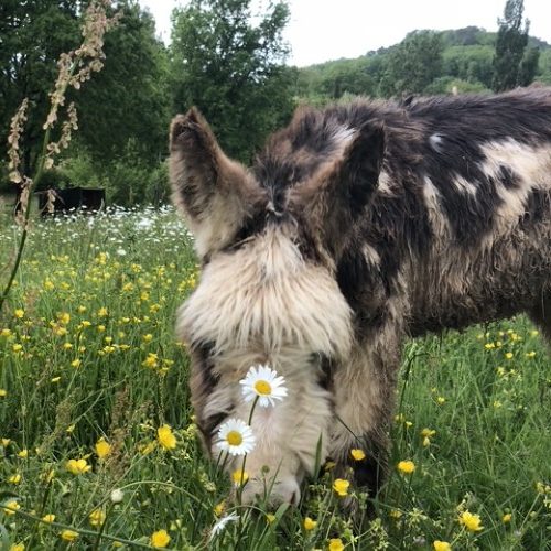 Skye in wildflower meadow featured image