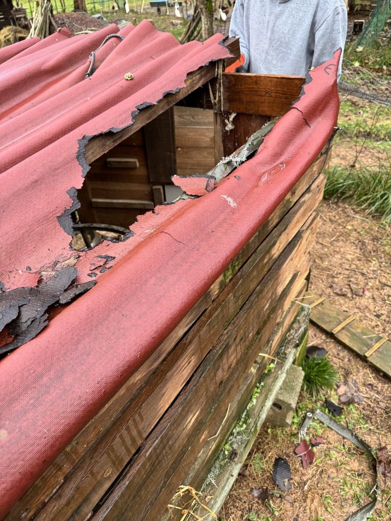 Damaged roof of chicken coop caused by Mr Badger
