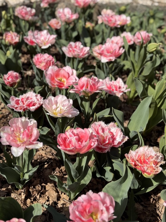 tulips 