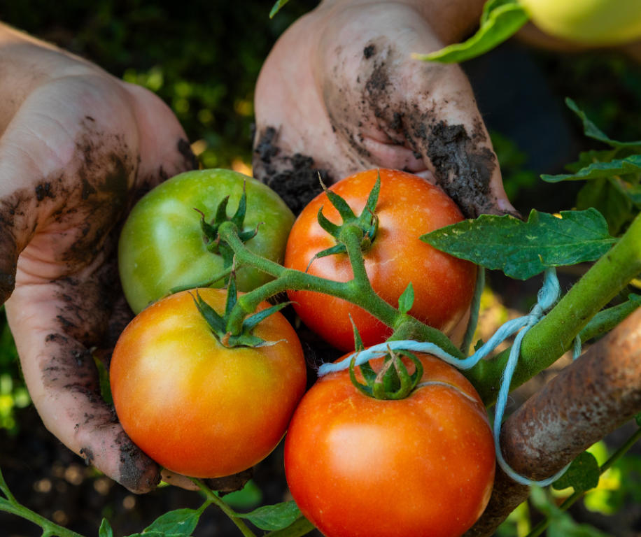 Tomatoes - planting seeds and veg Bourdicou 20260317