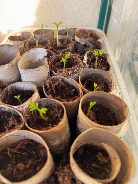 Moringa a genuine superfood 20260413