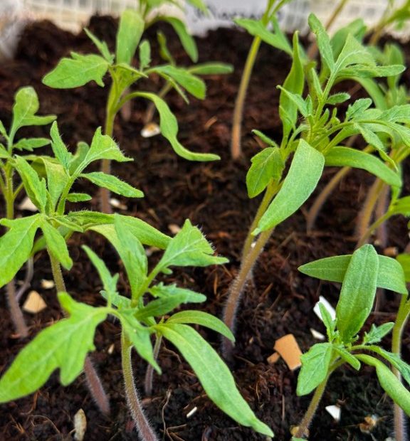 San morzano tomato seedlings 20260413