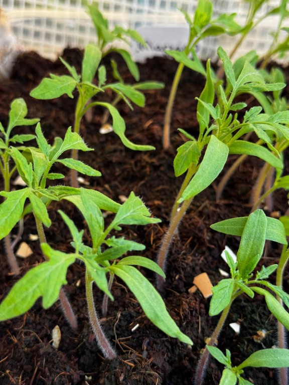 San morzano tomato seedlings 20260413