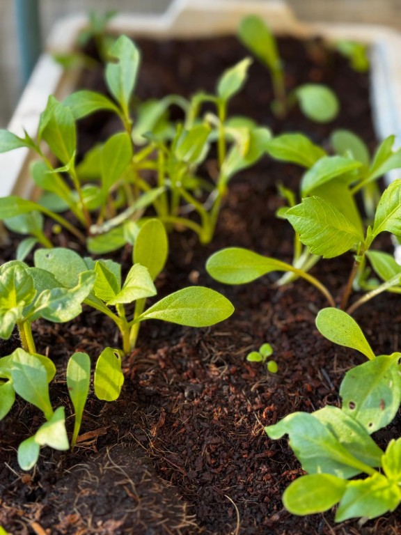 dahlia seedlings 20260413