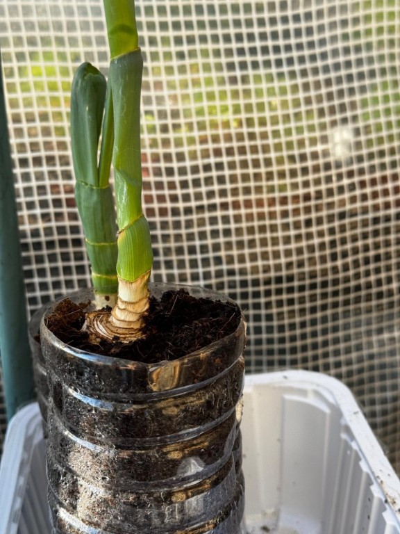 leek roots growing in plastic bottles 20260413 (1)
