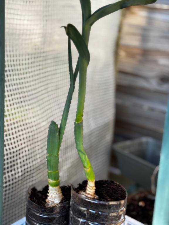 leek roots growing in plastic bottles 20260413 (2)