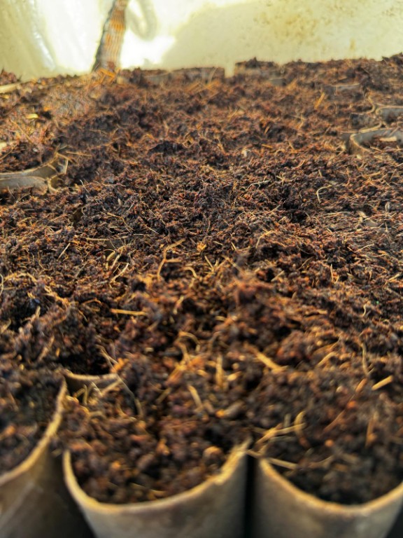 sweet peas growing in toilet rolls - bio-degradable planters 20260413