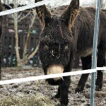 solar powered fencing