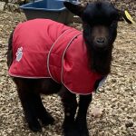 guest reviews testimonials farm animals