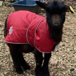 guest reviews testimonials farm animals