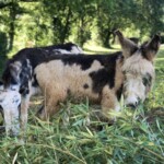 Sky's Book | grazing