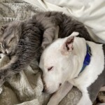 Pets. Hard life - non-workers