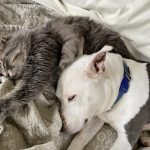 Pets. Hard life - non-workers