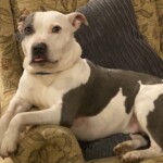 About us and life on the farm