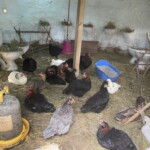 The cob building chicken coop