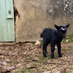 Baby goat, customer testimonial