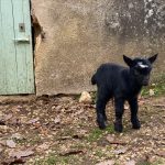 Baby goat, customer testimonial