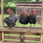 the three amigos our animals