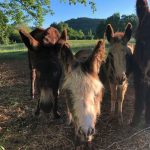 life on the farm, naz sky bonnie and clyde