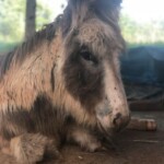 Sky the escape artist