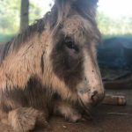 Sky the escape artist