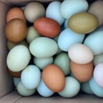 our animals and wonderful 'easter eggs'