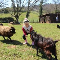 Miniature goat and Ouessant sheep
