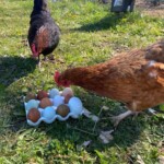 Breeding chickens for coloured eggs. red hens produced light to mid-brown coloured eggs