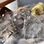 Sooty and new feathered friend