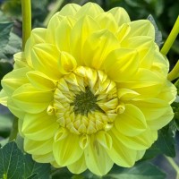 lifting dahlias