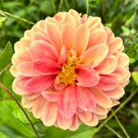 lifting dahlias