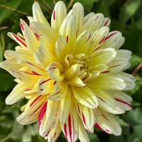 lifting dahlias